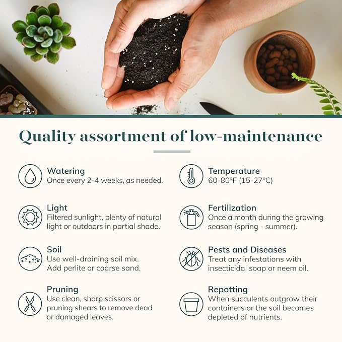 Shop Succulents Rosette Succulent Plant Pack Collection - Live Mini Succulent Plants, Low Maintenance, Floral Shaped Mix of Colors & Textures - Wedding and Party Favors, Gift & Garden, Pack of 256