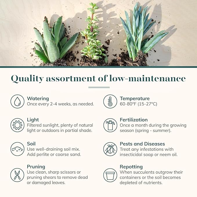 Shop Succulents Collectors Succulent Plant Pack Collection - Live Mini Succulent Plants, Low Maintenance, Colors & Textures - Wedding and Party Favors, Gift & Garden, Pack of 20