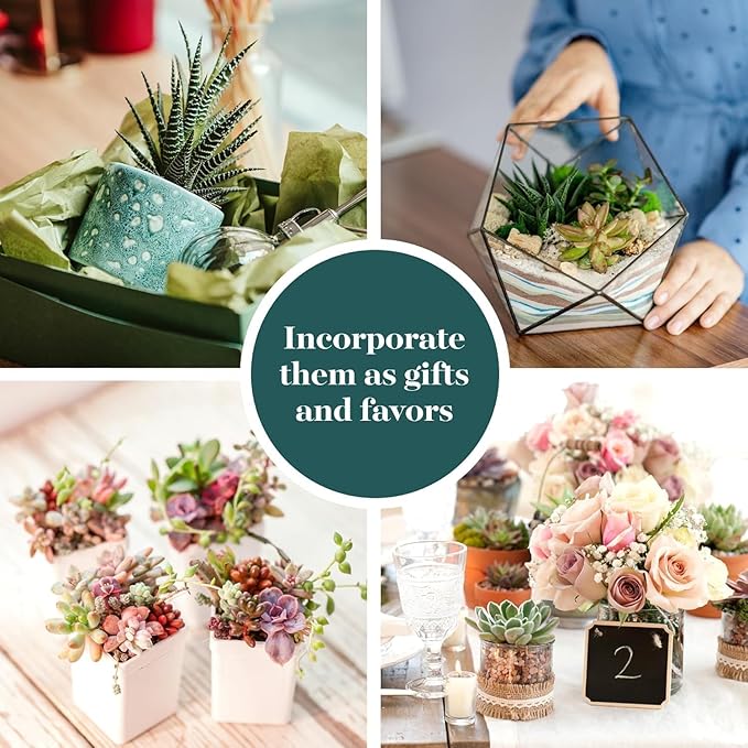 Shop Succulents Colorful Succulent Plant Pack 2" Grow Pot Pack of 64