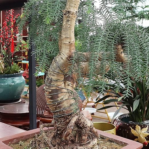 Sanlykate Bonsai Training Wire Kit, 9 Roll Tree Training Wires 295.27 Feet Total, 1.0mm, 1.5mm, 2.0mm Anodized Aluminum Wire Set, Hold Plant Branches Trunks - Black