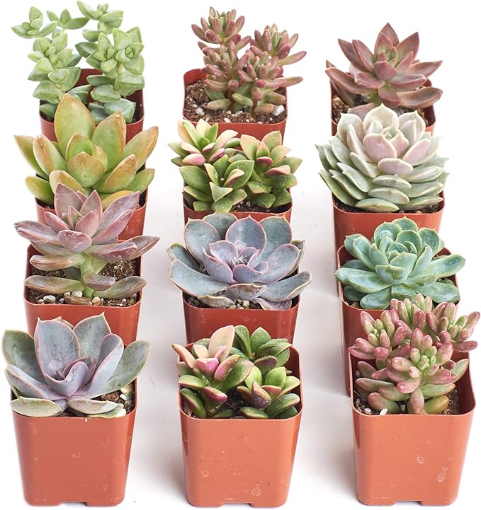 Shop Succulents Mini Succulent Plant Pack Collection - Live 2" Succulent Plants, Low Maintenance, Beautiful Colors & Textures - Wedding and Party Favors, Gift & Garden, Pack of 12