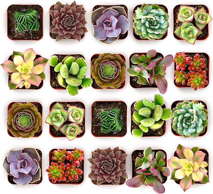 Shop Succulents Colorful Succulent Plant Pack 2" Grow Pot Pack of 40